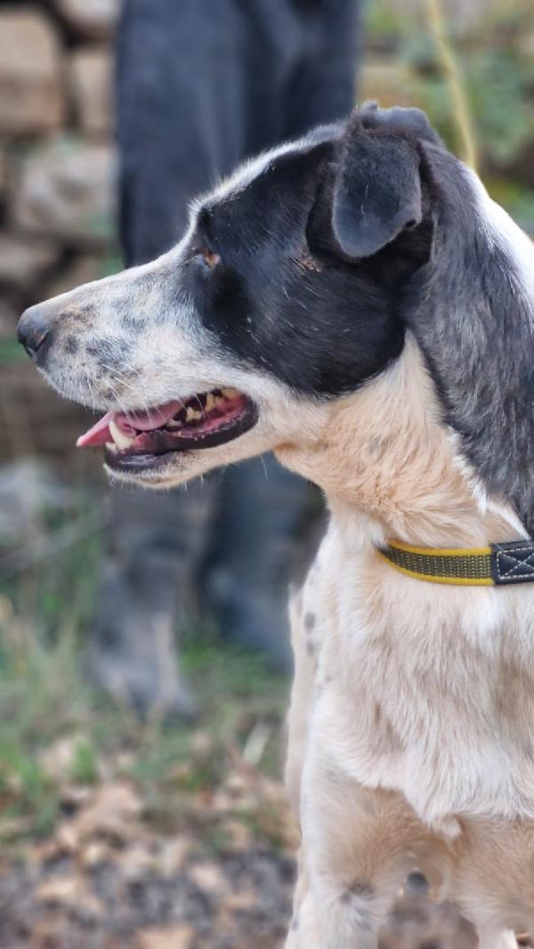 Daisy, una splendida meticcia Foto 3